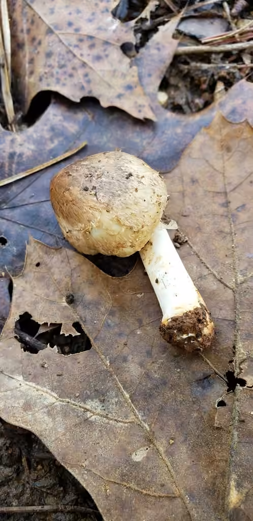 Inocybe dulciolens, photo 1 of 5