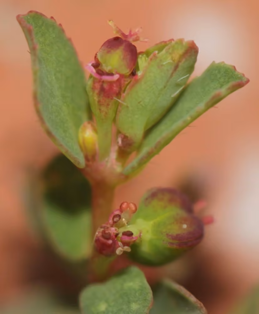 Euphorbe vermiculée