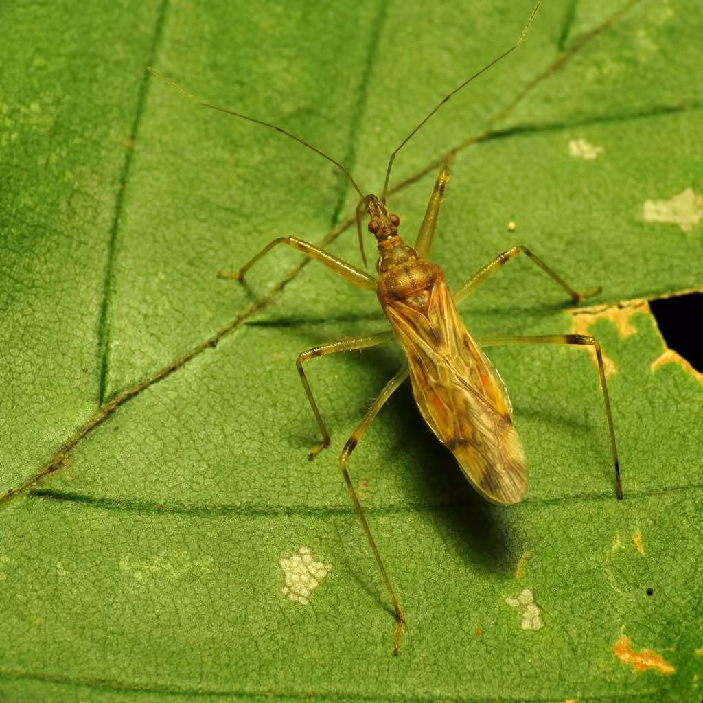 Lasiomerus annulatus, photo 1 sur 5