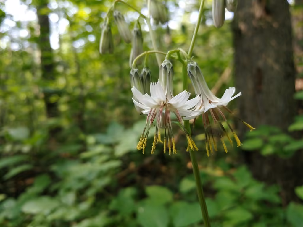 Prenanthe blanche, En fleurs