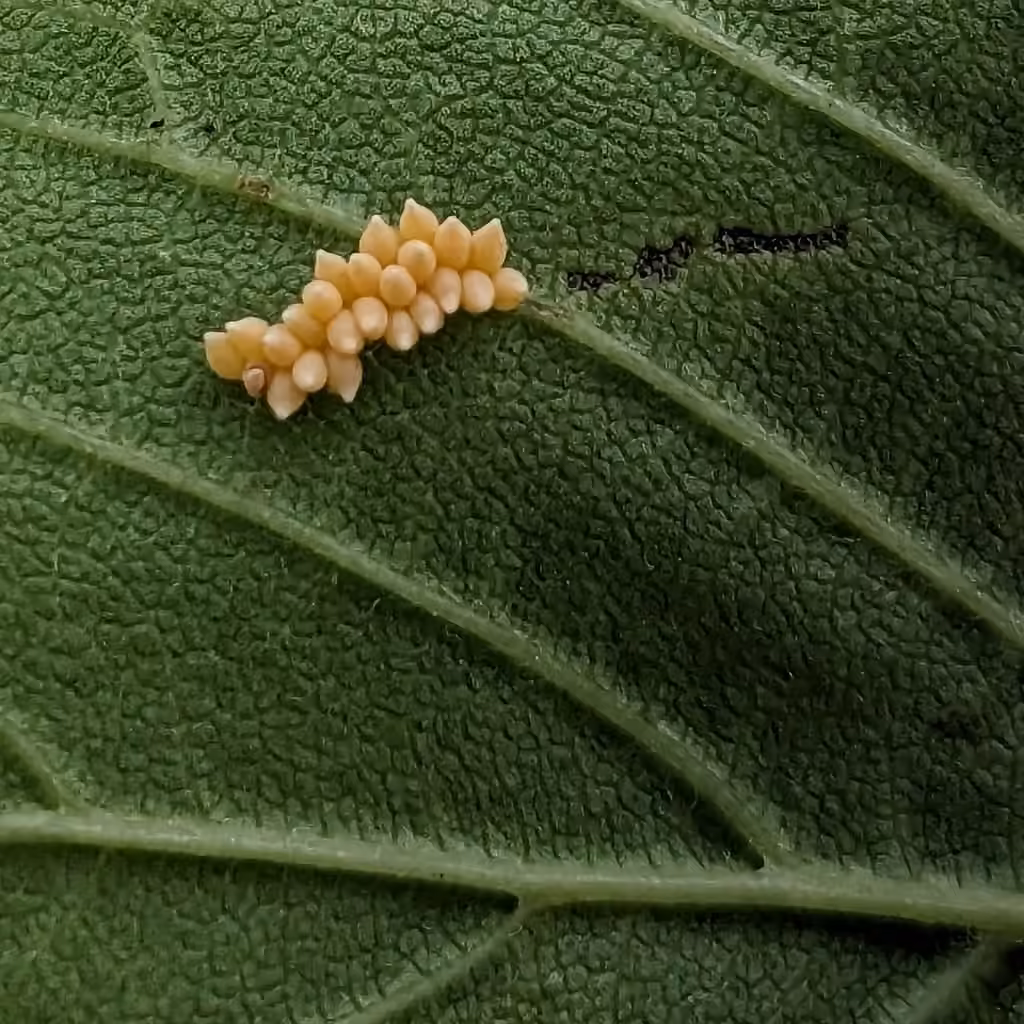 Elm Leaf Beetle, Eggs