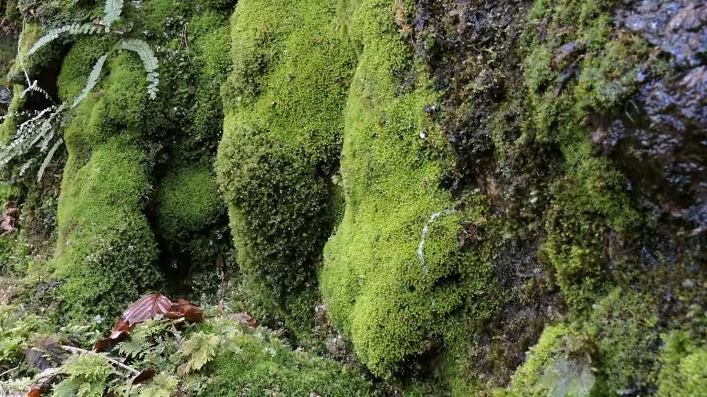 Bartramie triangulaire, photo 2 sur 5