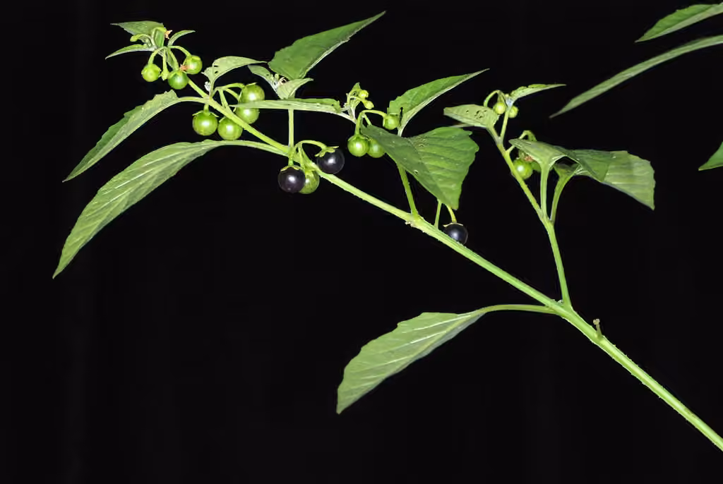 Morelle noire de l'Est, En fleurs