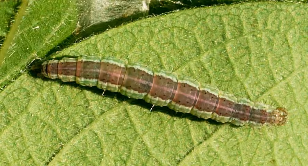 Hypsolophe dentée, Chenille