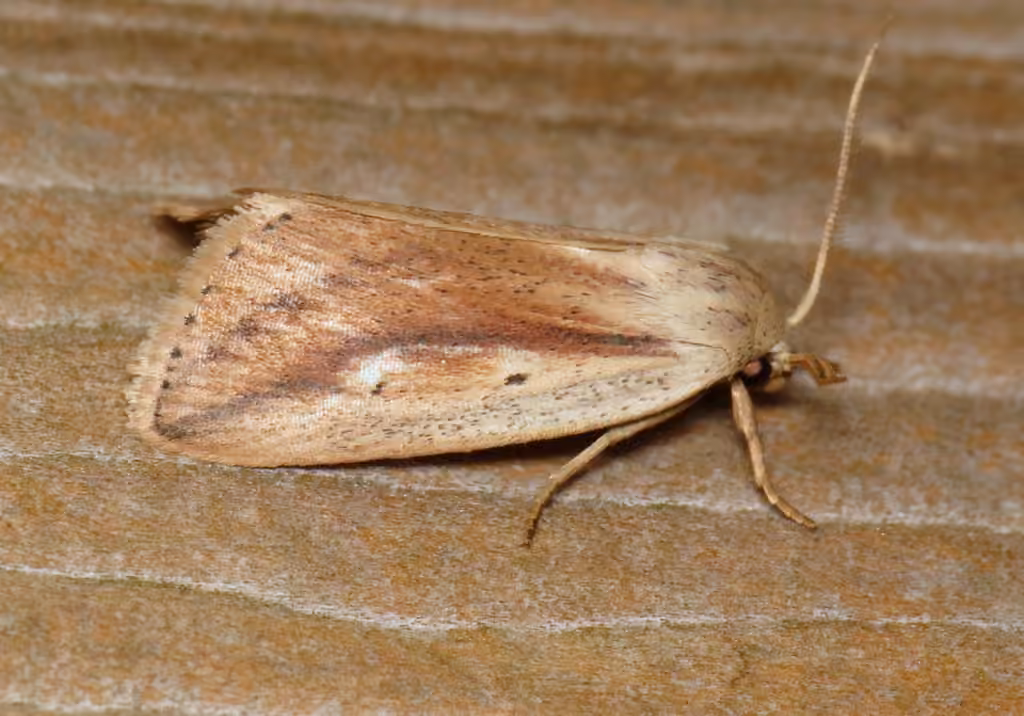Feeble Grass Moth, photo 2 sur 5