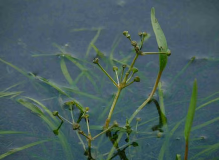 Alisma graminoïde