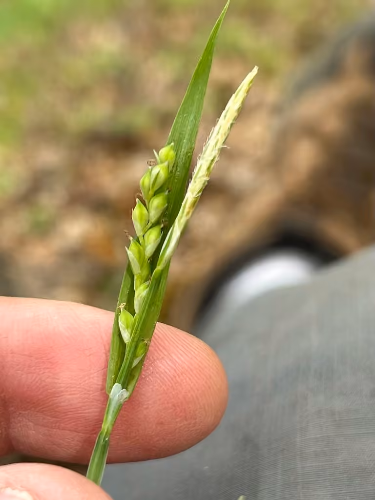 Carex laxiflore, photo 1 sur 5