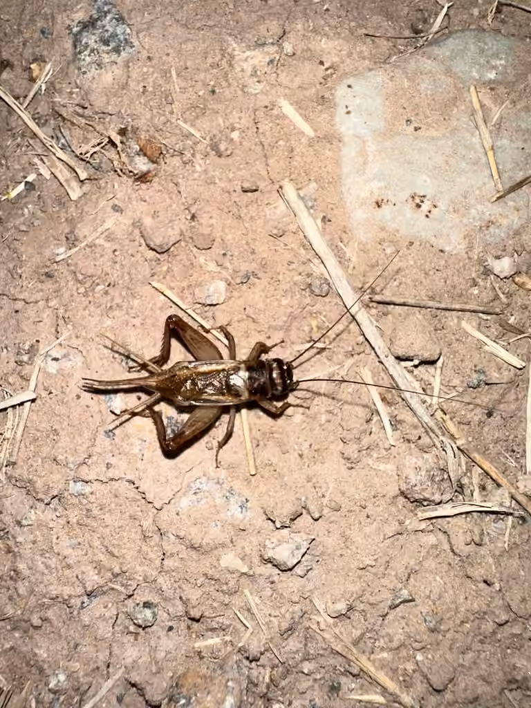 Grillon domestique, Mâle