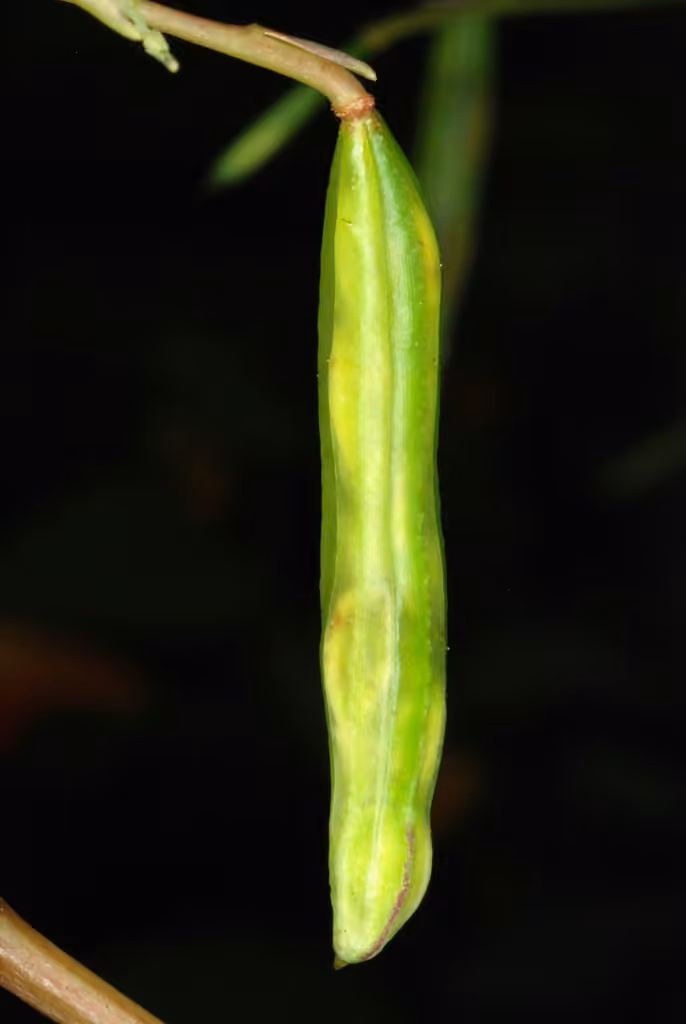 Jewelweed, In flower