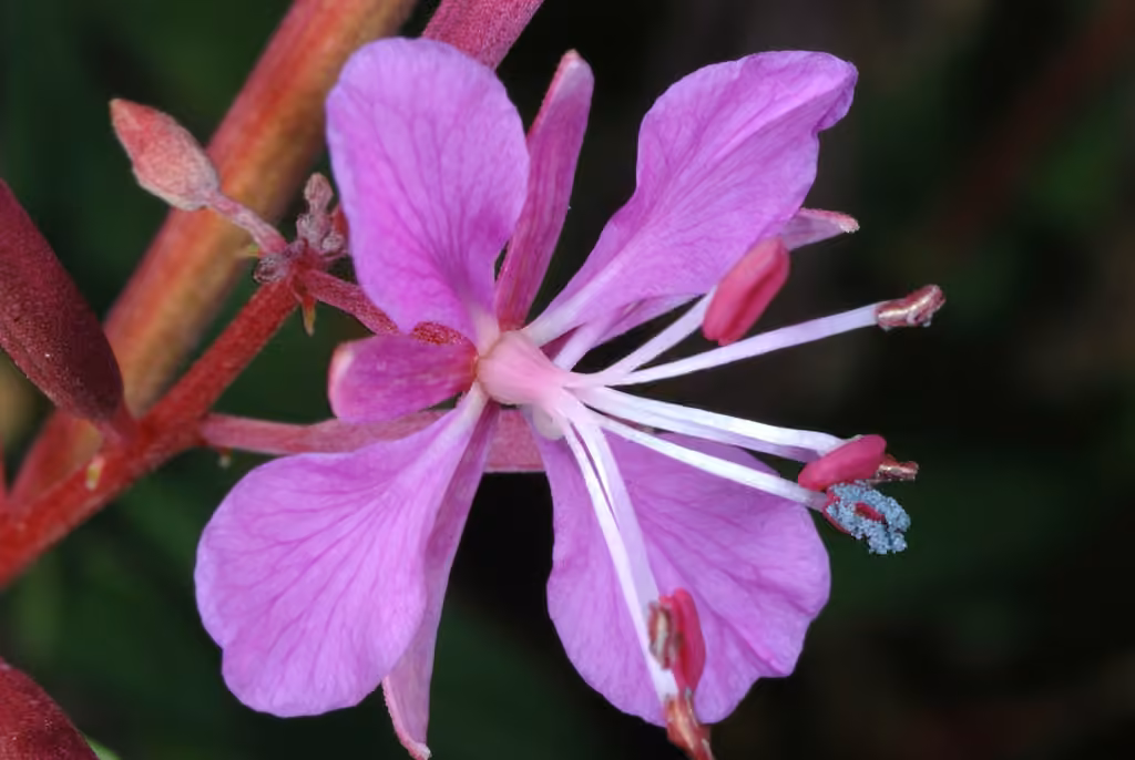 Épilobe à feuilles étroites, En fleurs