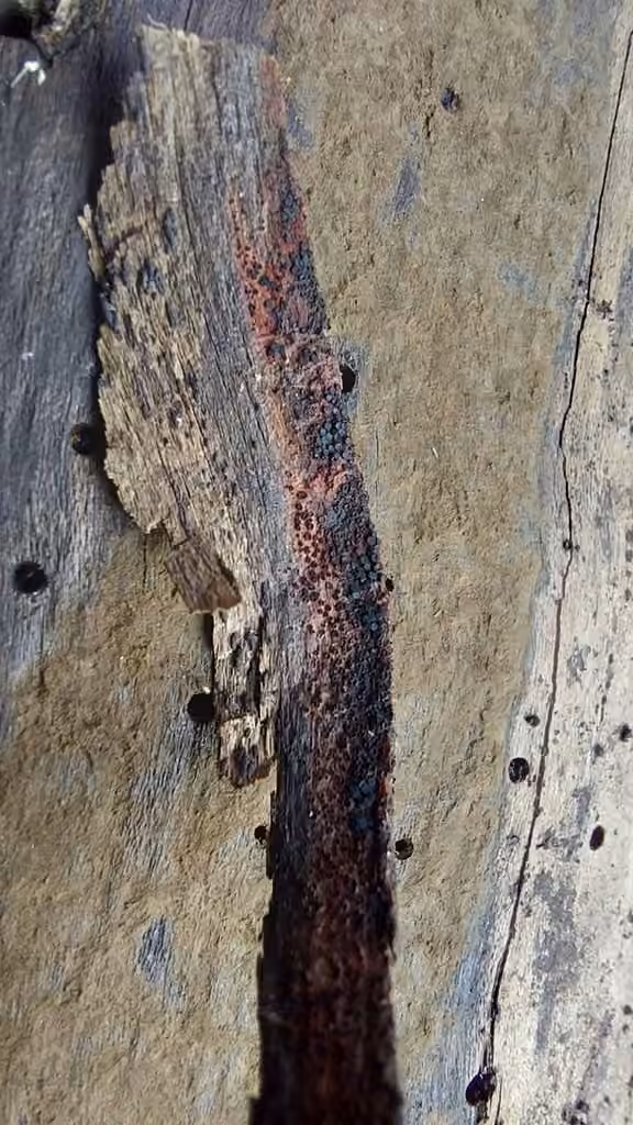 Pézize sanguine, photo 2 sur 5