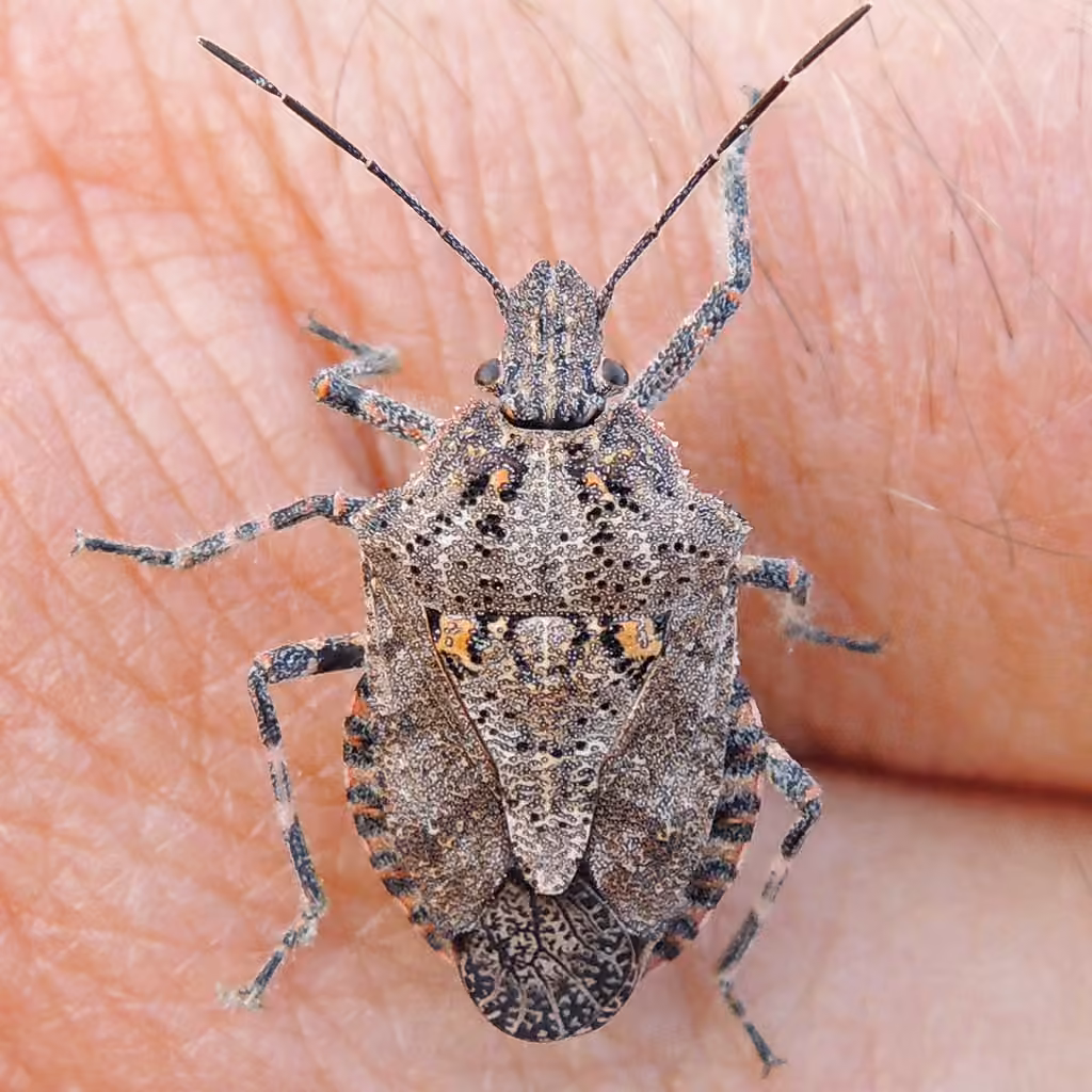 Four-humped Stink Bug, Adult