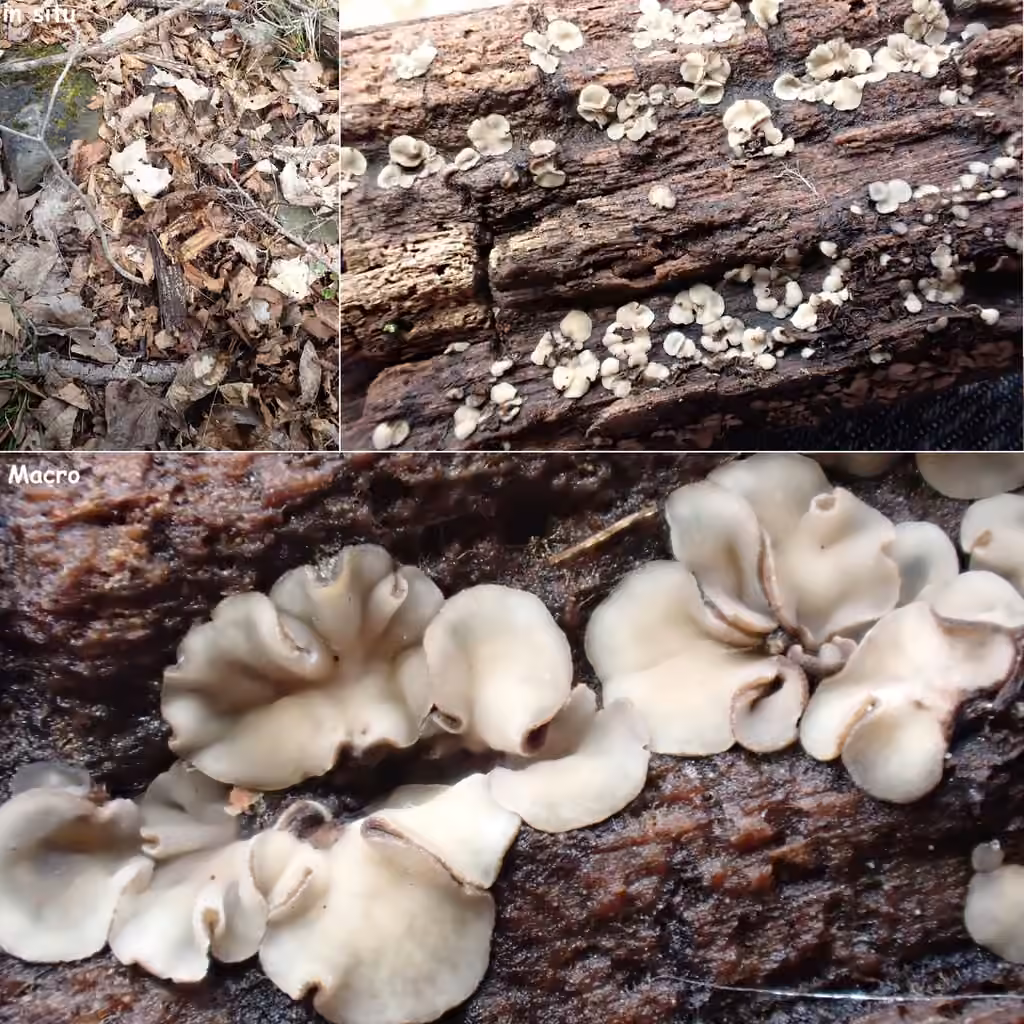 Tapesia lividofusca, photo 2 of 5