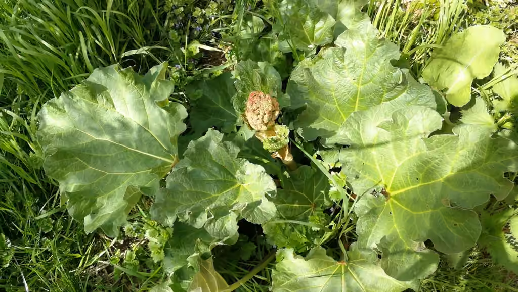 Rhubarbe, En boutons