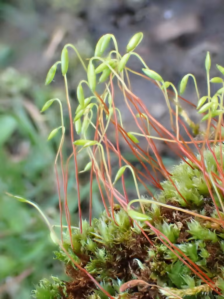 Bryum chevelu, photo 2 sur 5