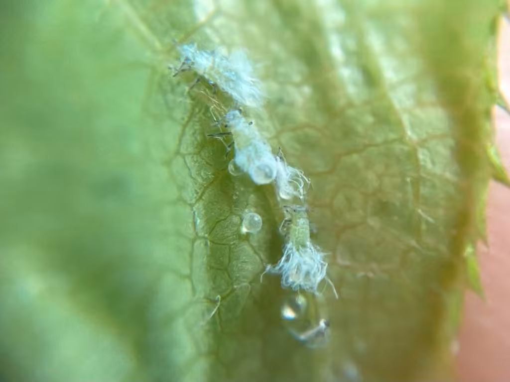 Prociphilus caryae, photo 1 sur 5