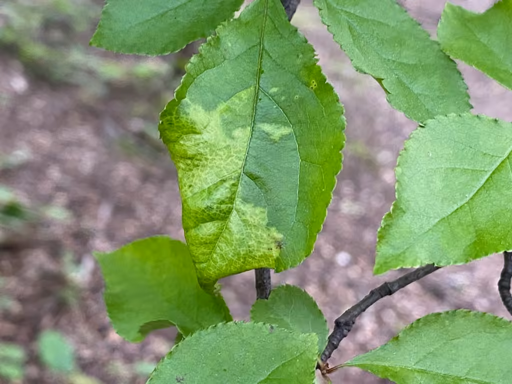 Prociphilus caryae, photo 2 sur 5