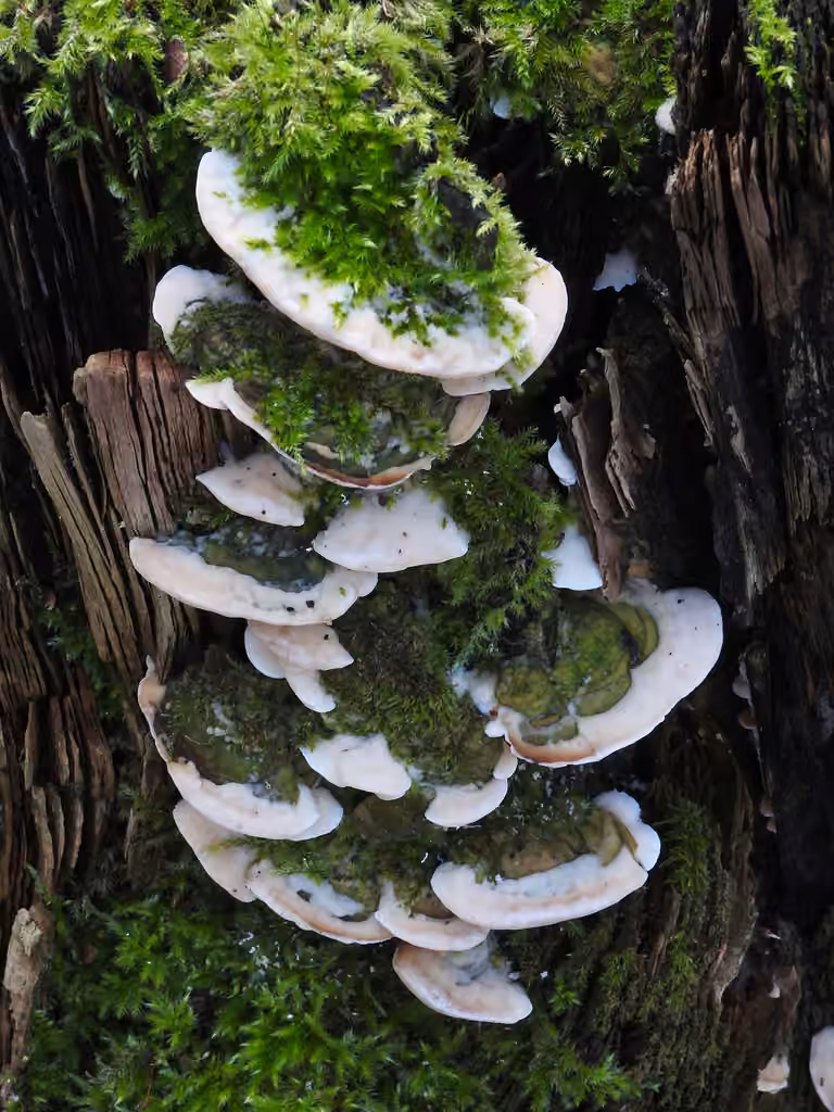Polypore stratifié, photo 2 sur 5