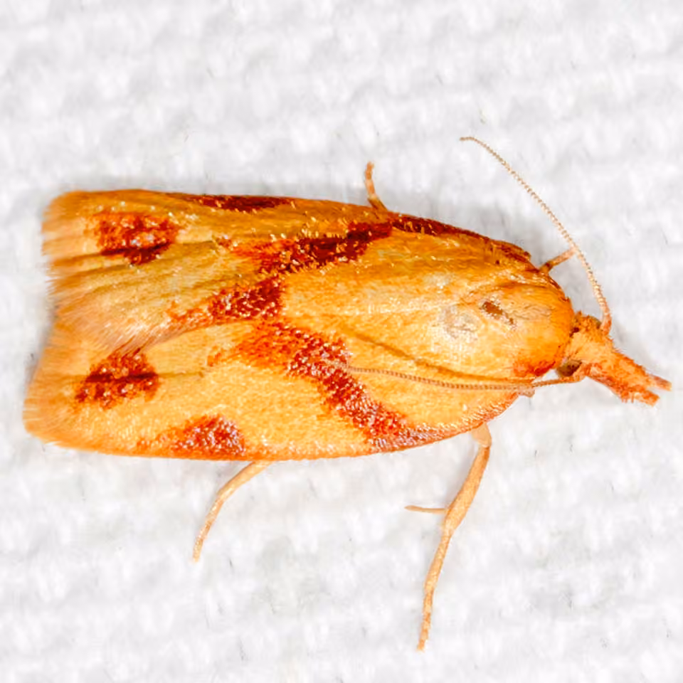 One-lined Sparganothis Moth, Adulte