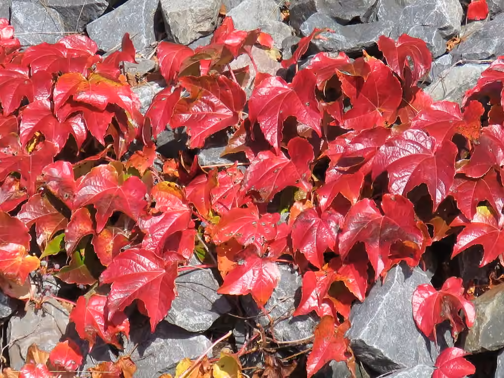 Boston ivy, Colored leaves