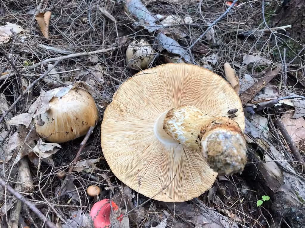 American matsutake, photo 3 of 5