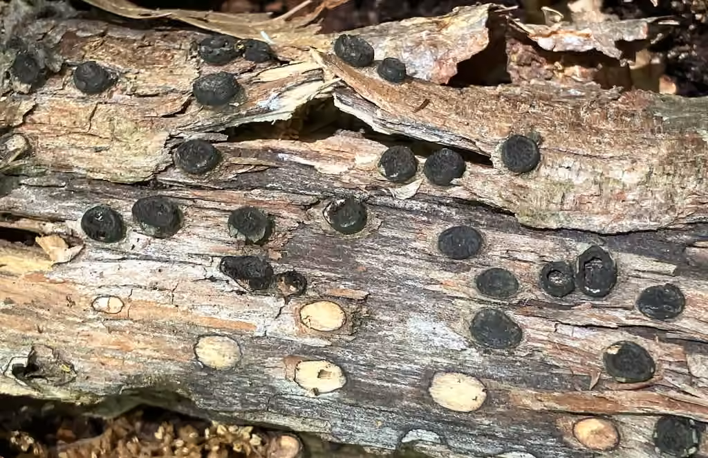 Biscogniauxia marginata