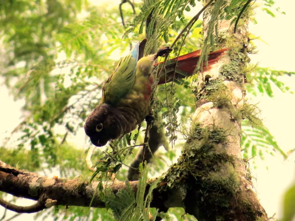Conure de Molina, photo 3 sur 5