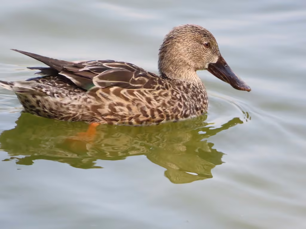 Northern Shoveler, Female