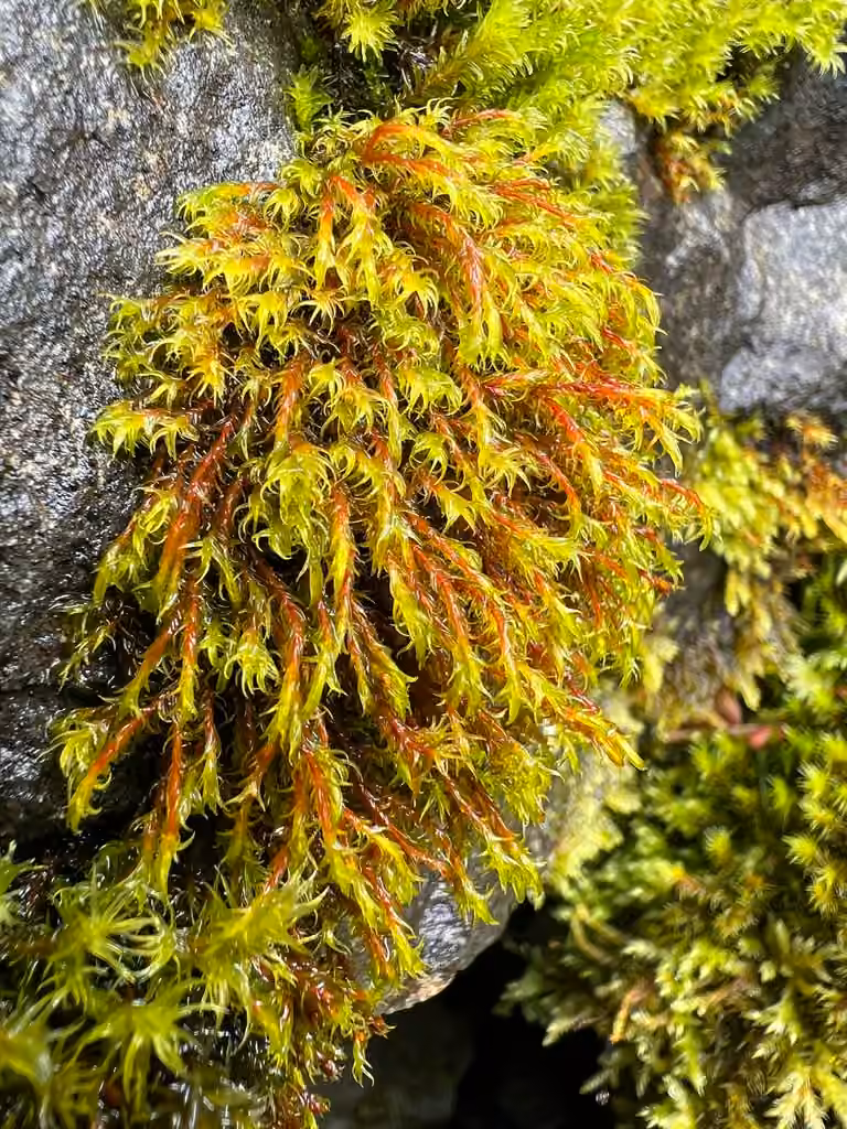 Rough Grimmia, photo 2 of 5