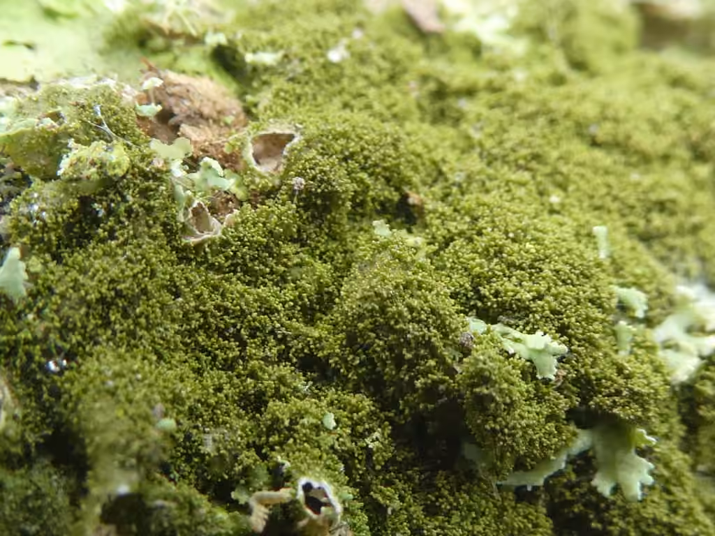 Elegant Camouflage Lichen