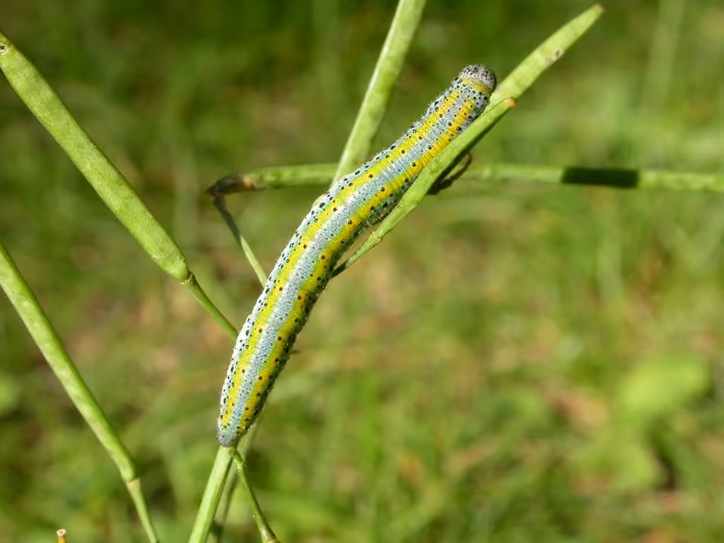 Olympia Marble, Caterpillar