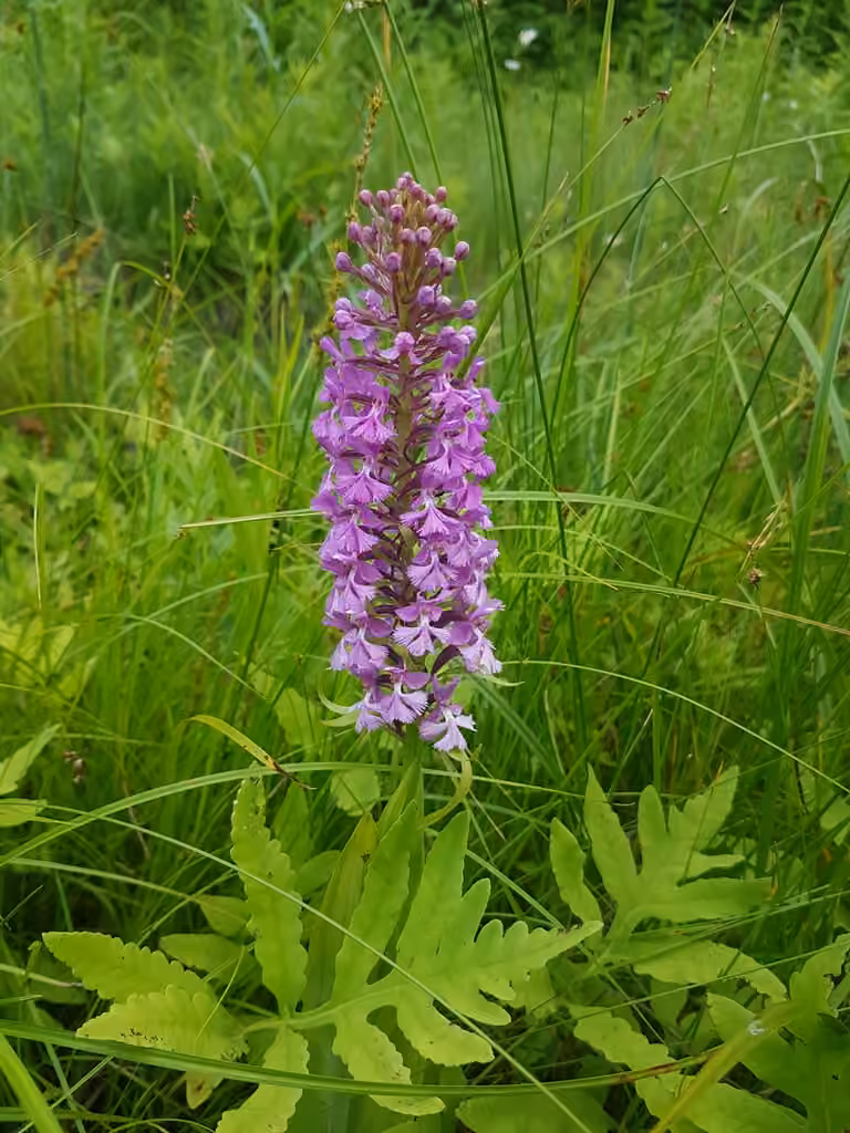 Lesser purple fringed orchid, In flower