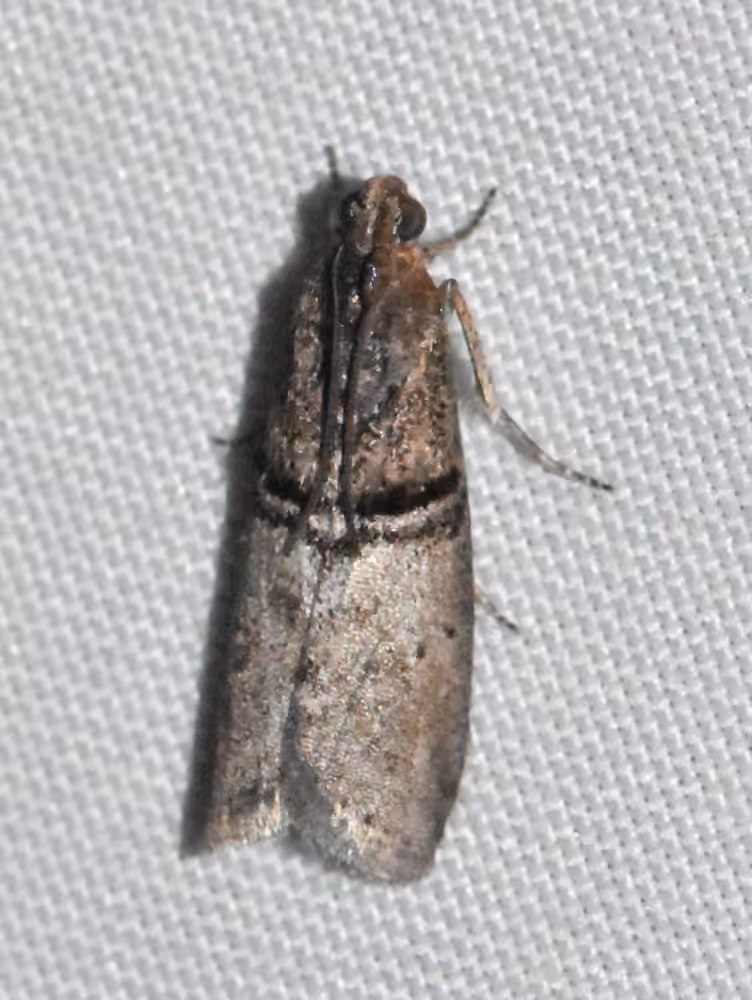 Black-banded Immyrla Moth, Adulte