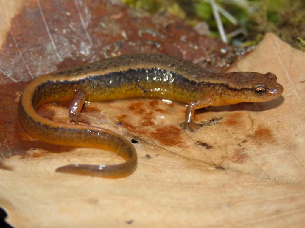Salamandre à deux lignes, photo 1 sur 5