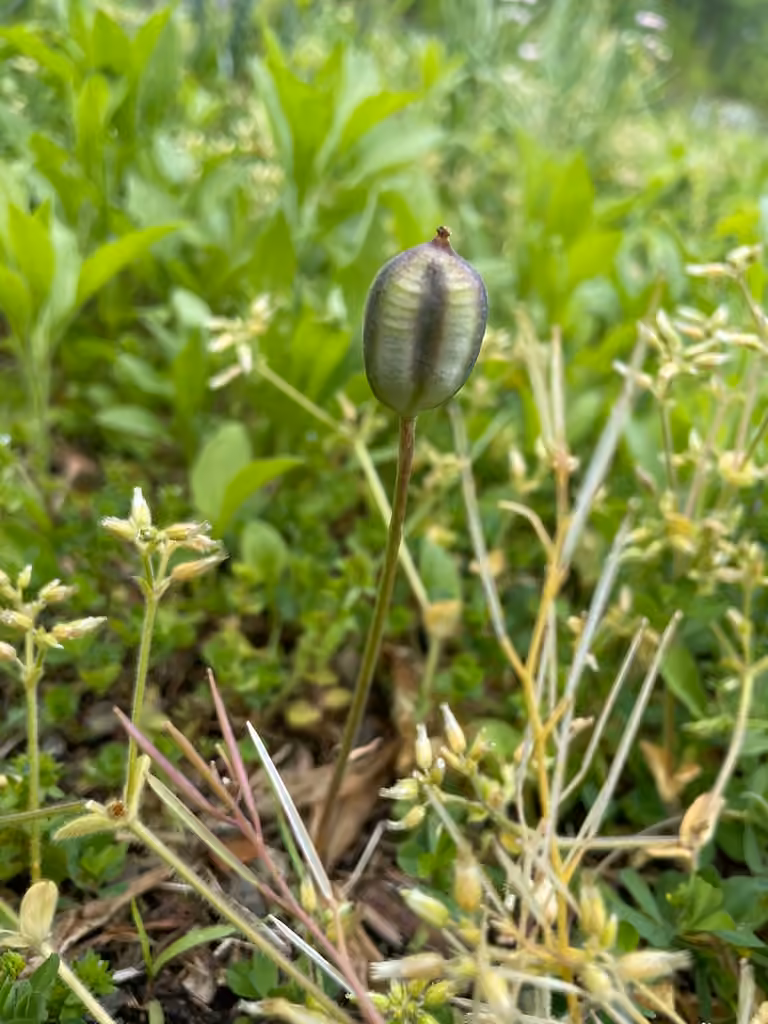 Tulipe des bois, En fruits