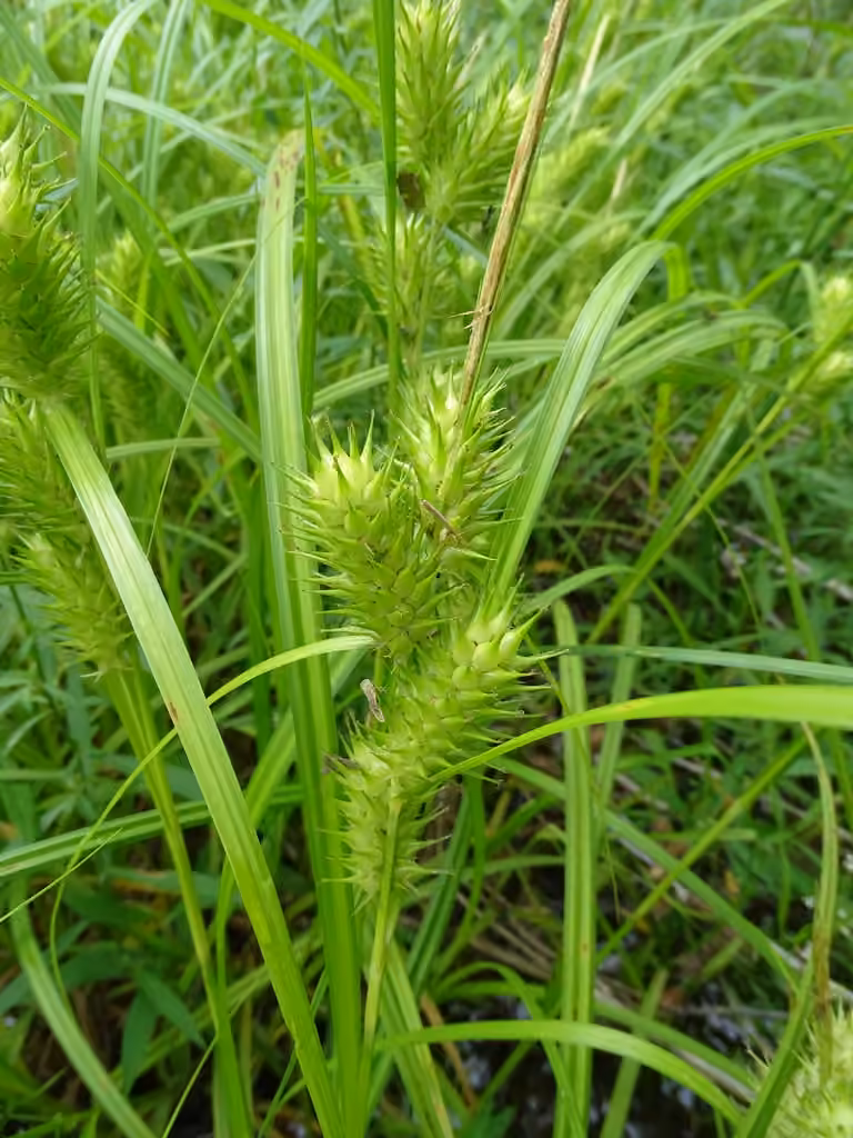 Carex houblon, En fruits