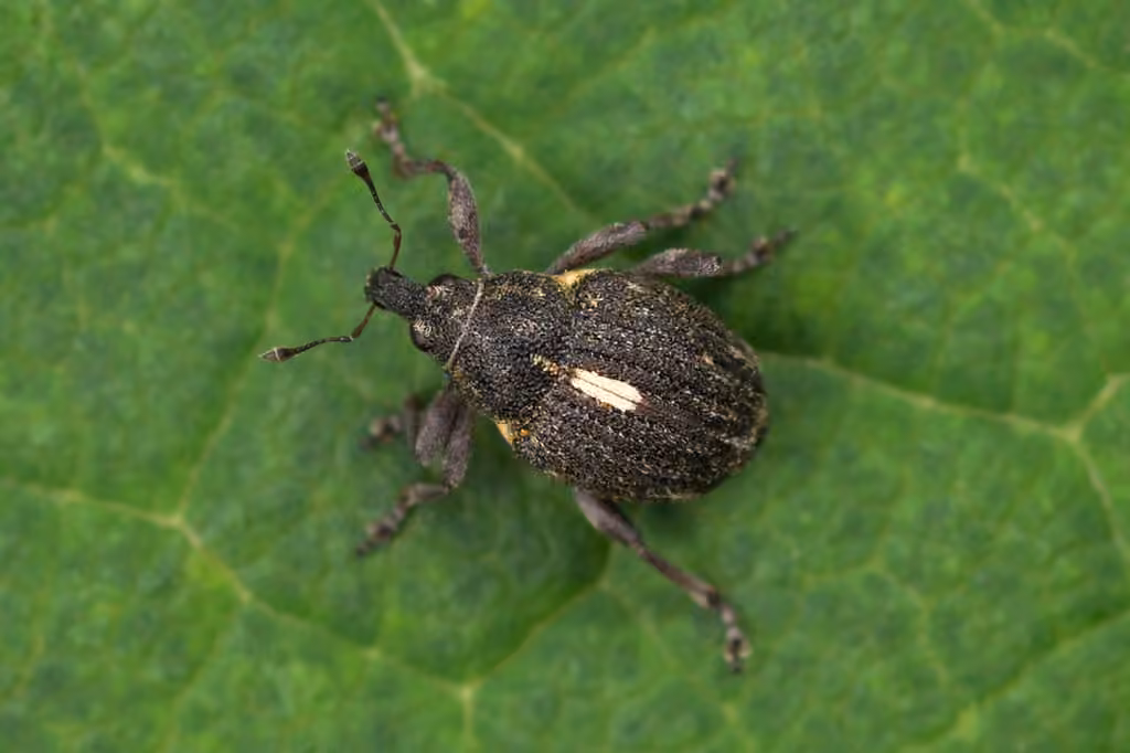 White-spotted Minute Seed Weevil
