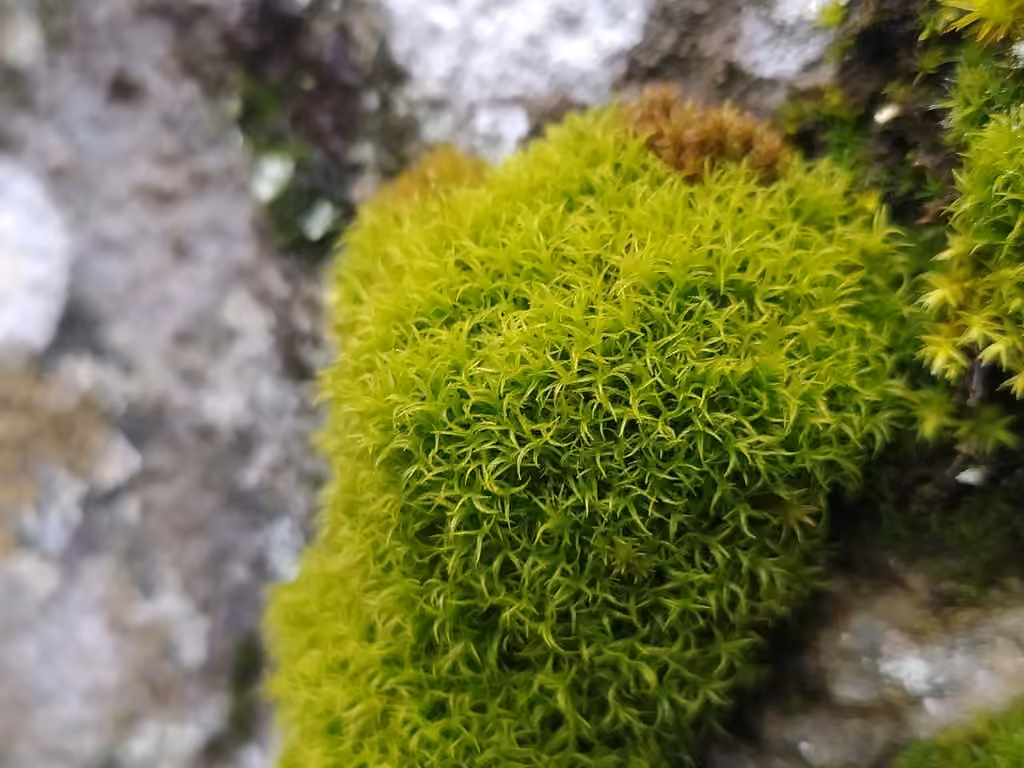 Many-fruited Dog-tooth, photo 2 of 5