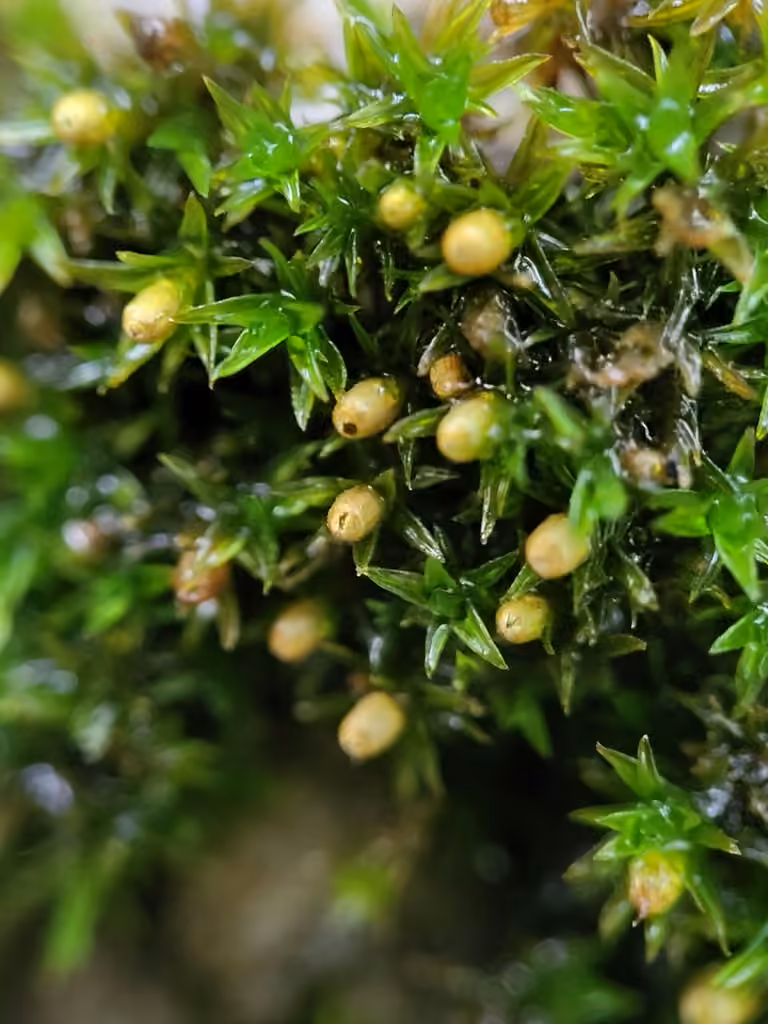 Strangulate orthotrichum moss, photo 3 of 5