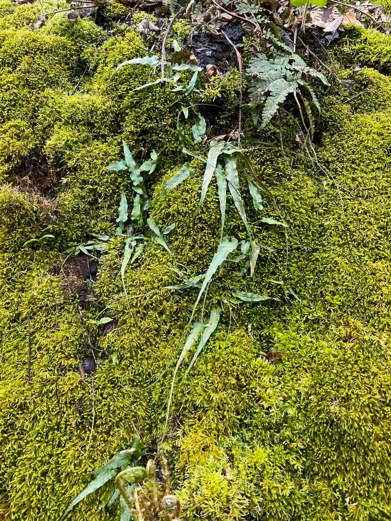 Walking fern, photo 3 of 5