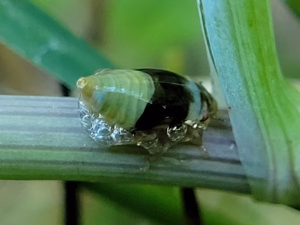 Diamondback Spittlebug, Nymph
