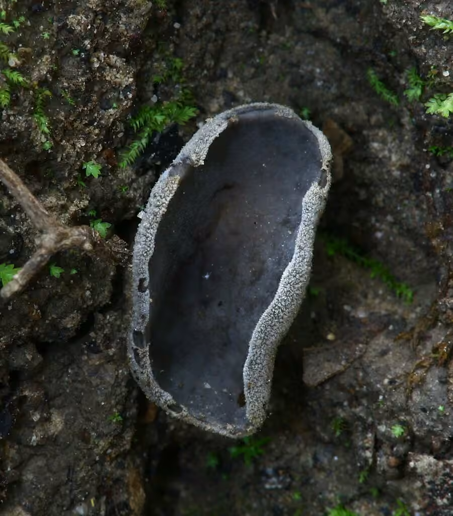 Helvella fibrosa, photo 1 of 5