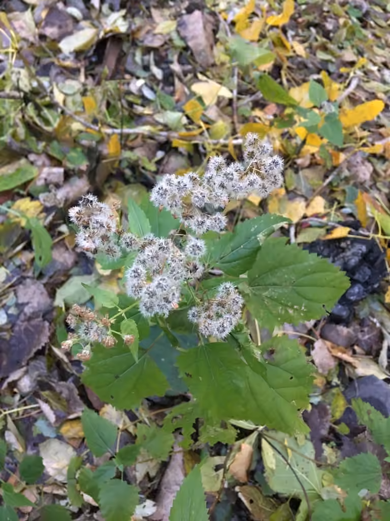 White snakeroot, In fruit