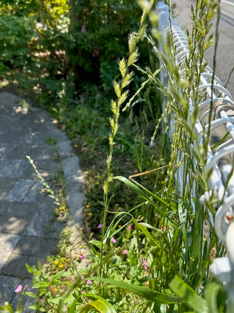 Annual ryegrass, In fruit