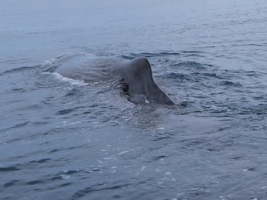 Sperm Whale, Male