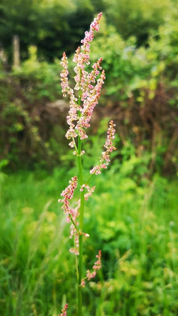 Grande oseille, En fleurs