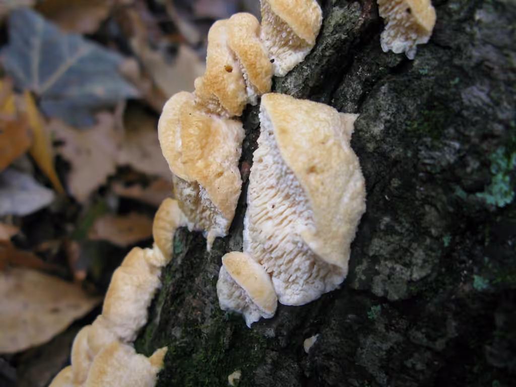 Polypore denté, photo 3 sur 5