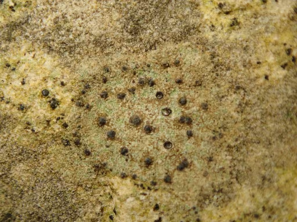 Wart lichen