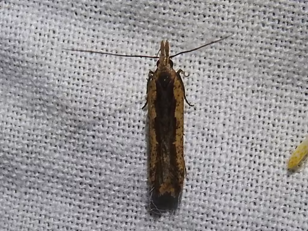 Chenille pèlerine, Mâle adulte