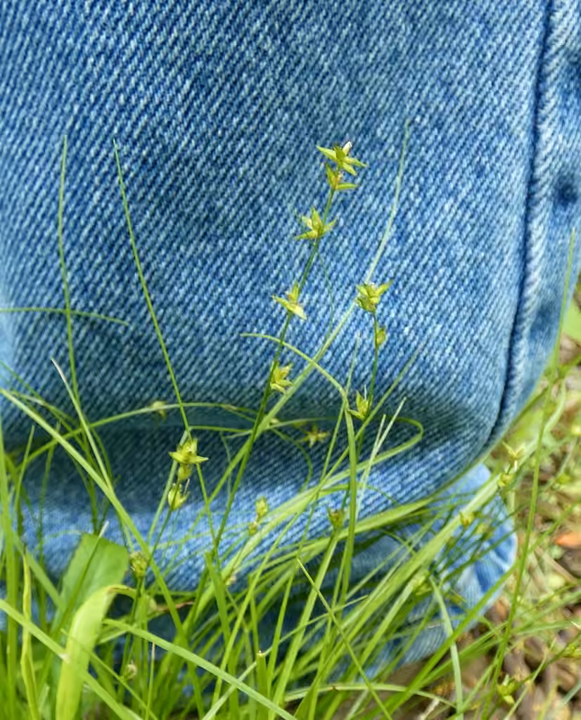Eastern star sedge, In fruit